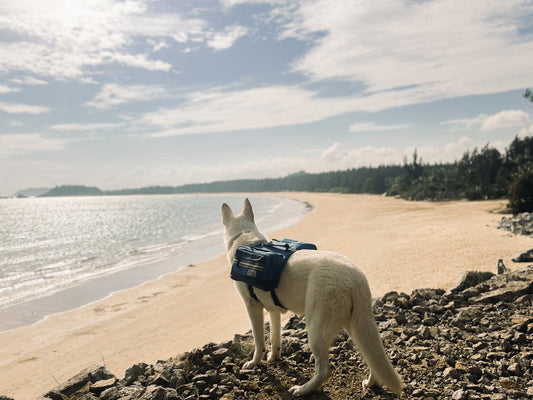 Peut-on partir en randonnée avec son chien ? Conseils essentiels pour une sortie réussie 🐶⛰️