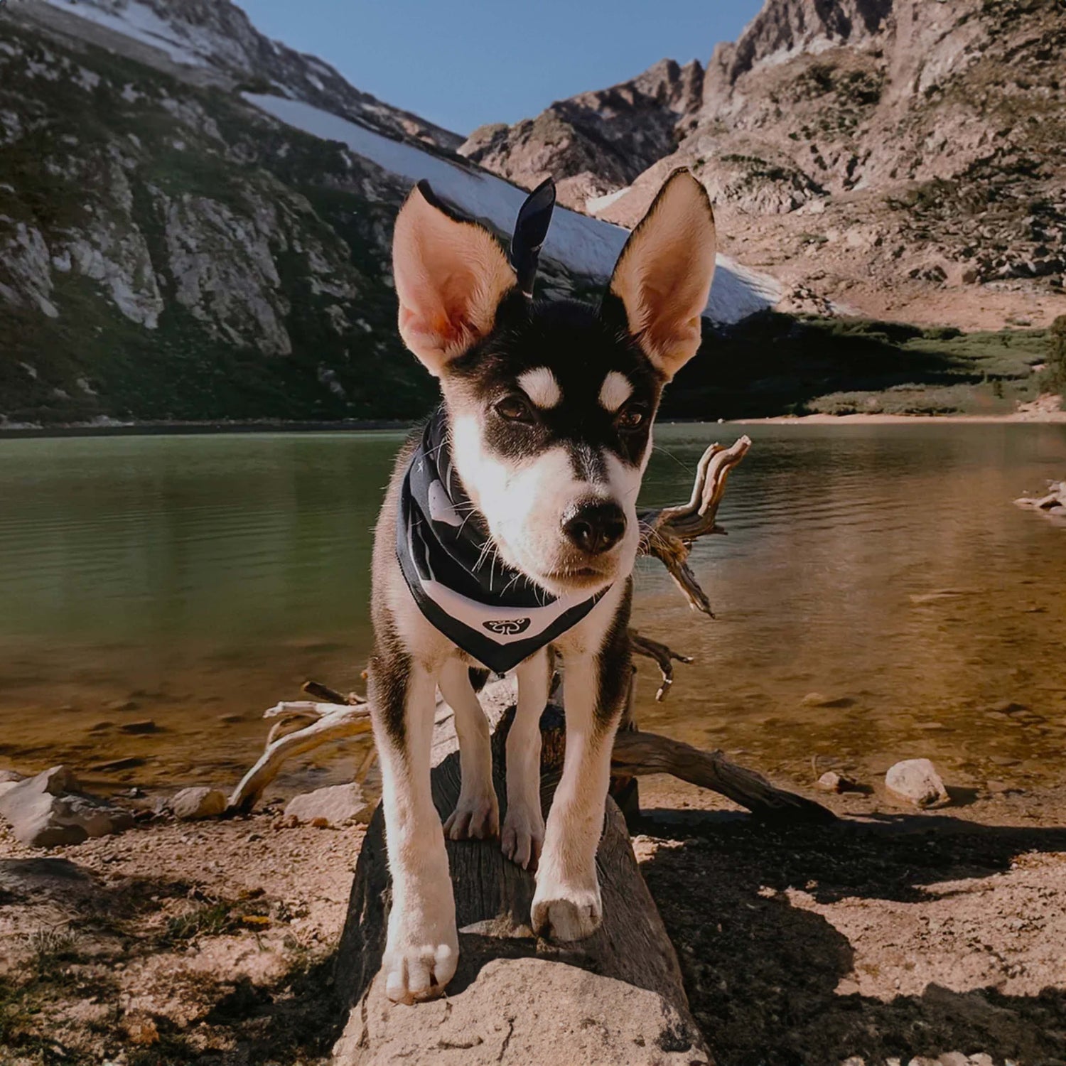 Dog's Bandana